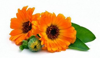 Extract of calendula in the composition Erogen X